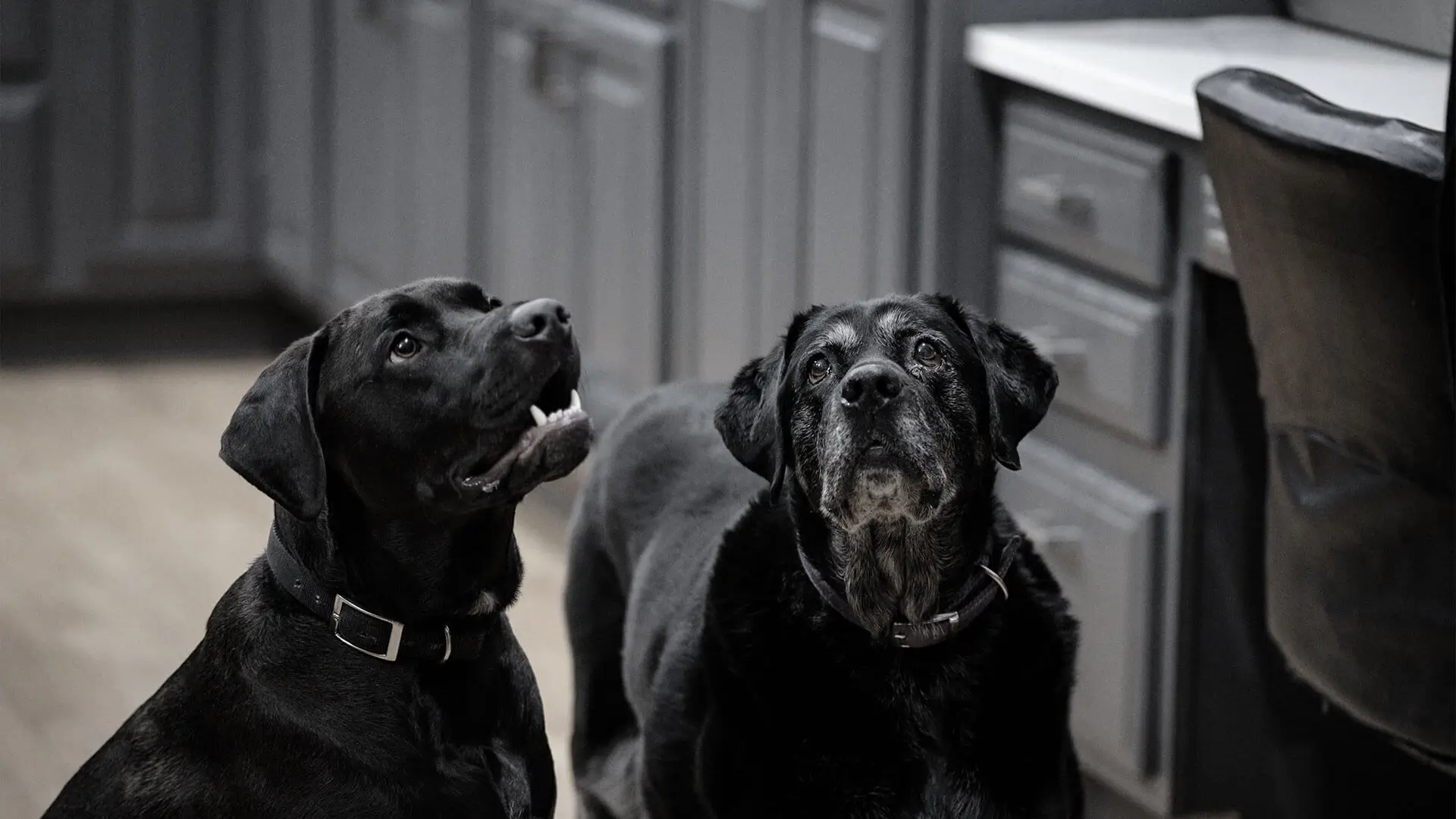 Two older dogs that need caring for