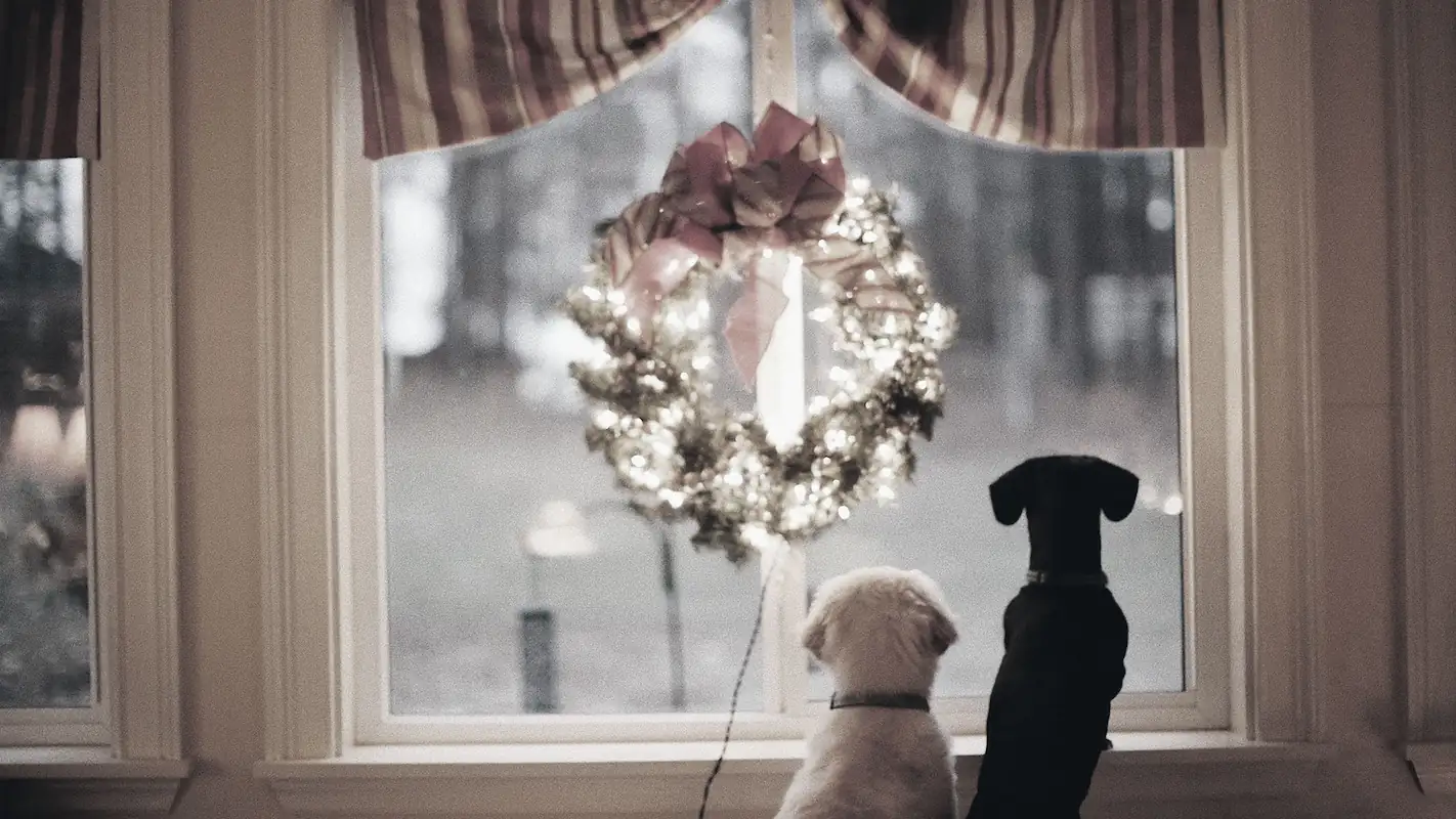 Two dogs looking out the window at Christmas