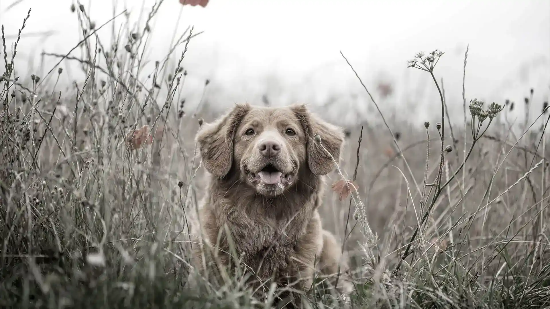 A brown dog amongst wild flowers