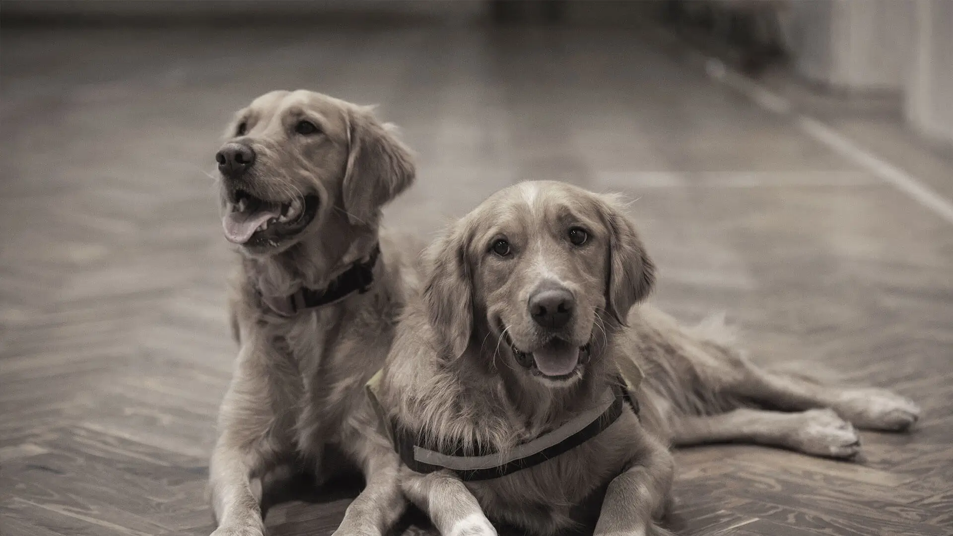 Two microchipped brown dogs laying down together