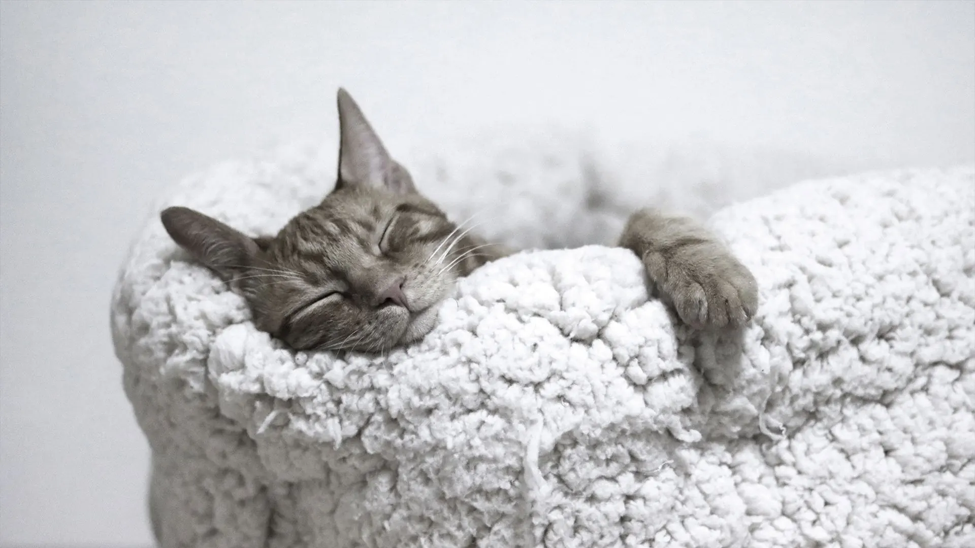 A cat asleep in a cat bed