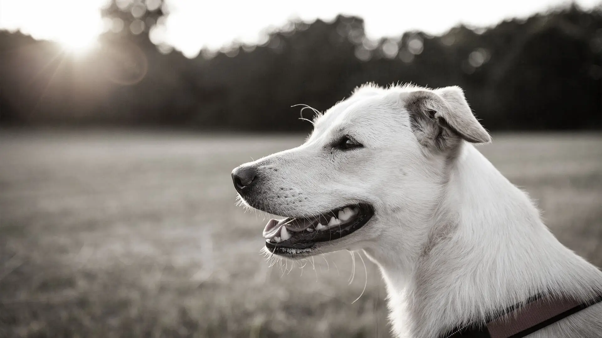 A vaccinated dog out on a walk in a field