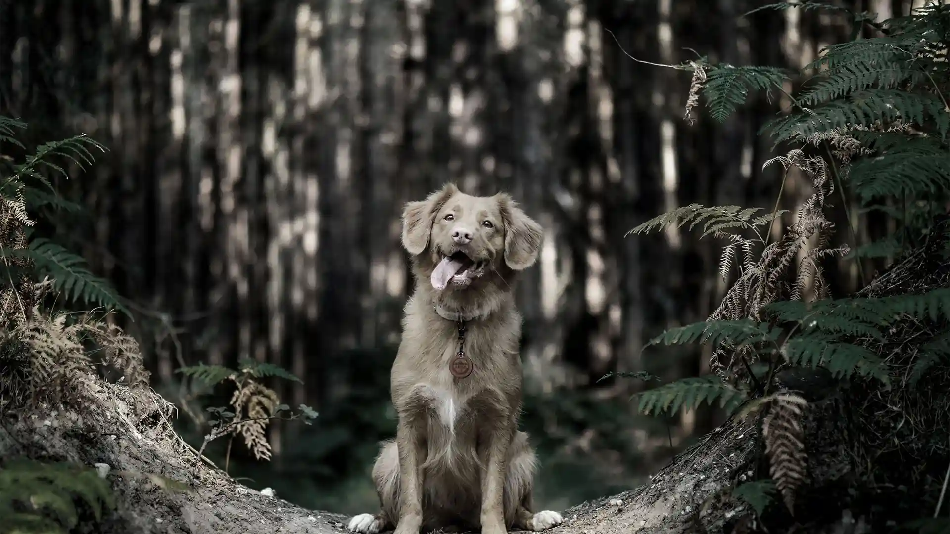 A dog sat in a forest