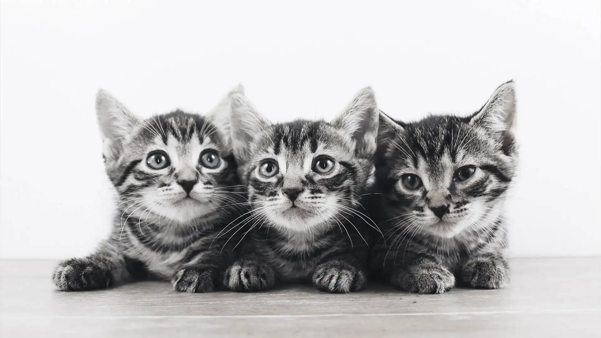 Three vaccinated kittens laying together