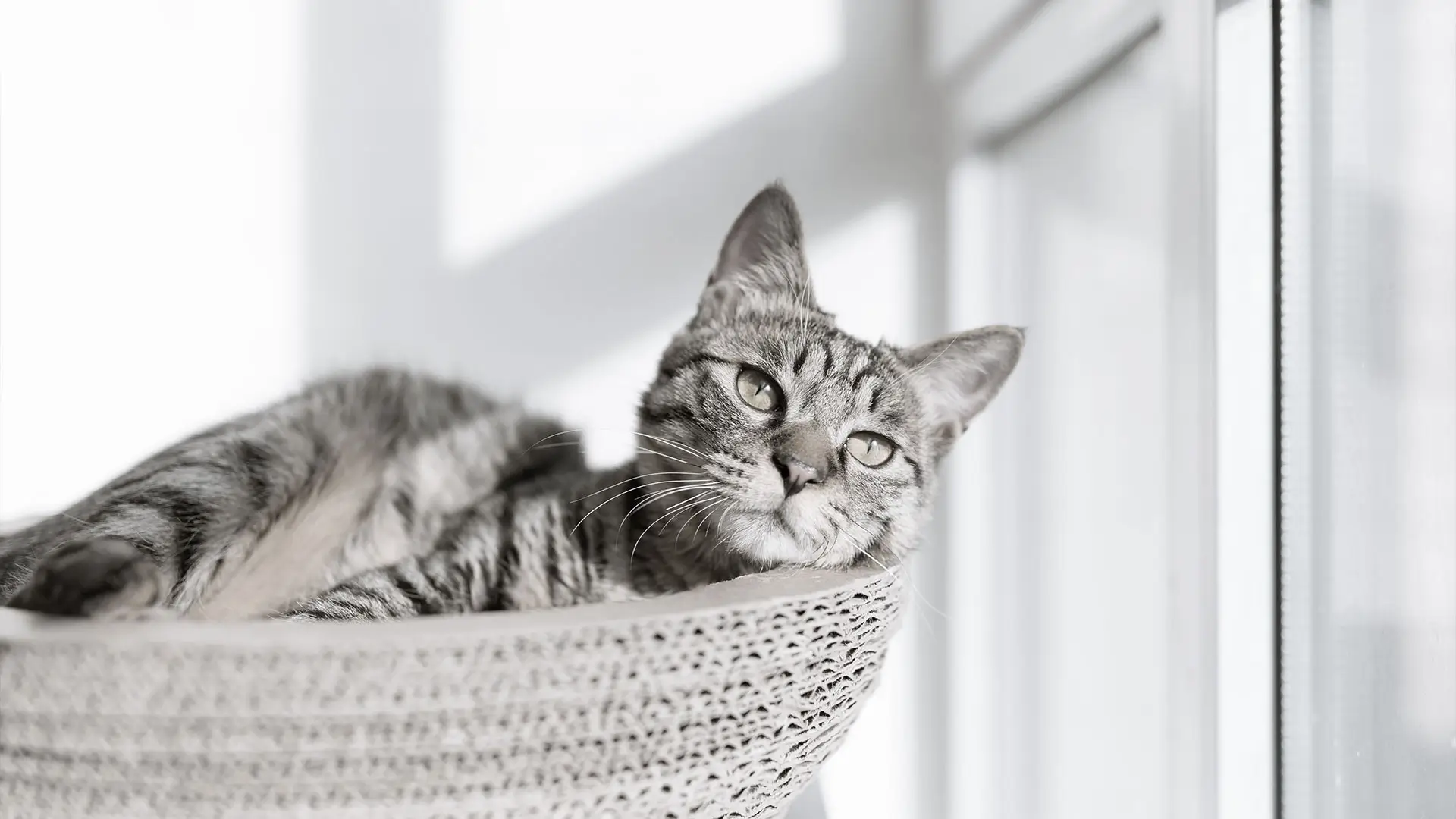 A cat sat in a basket after a vet consultation