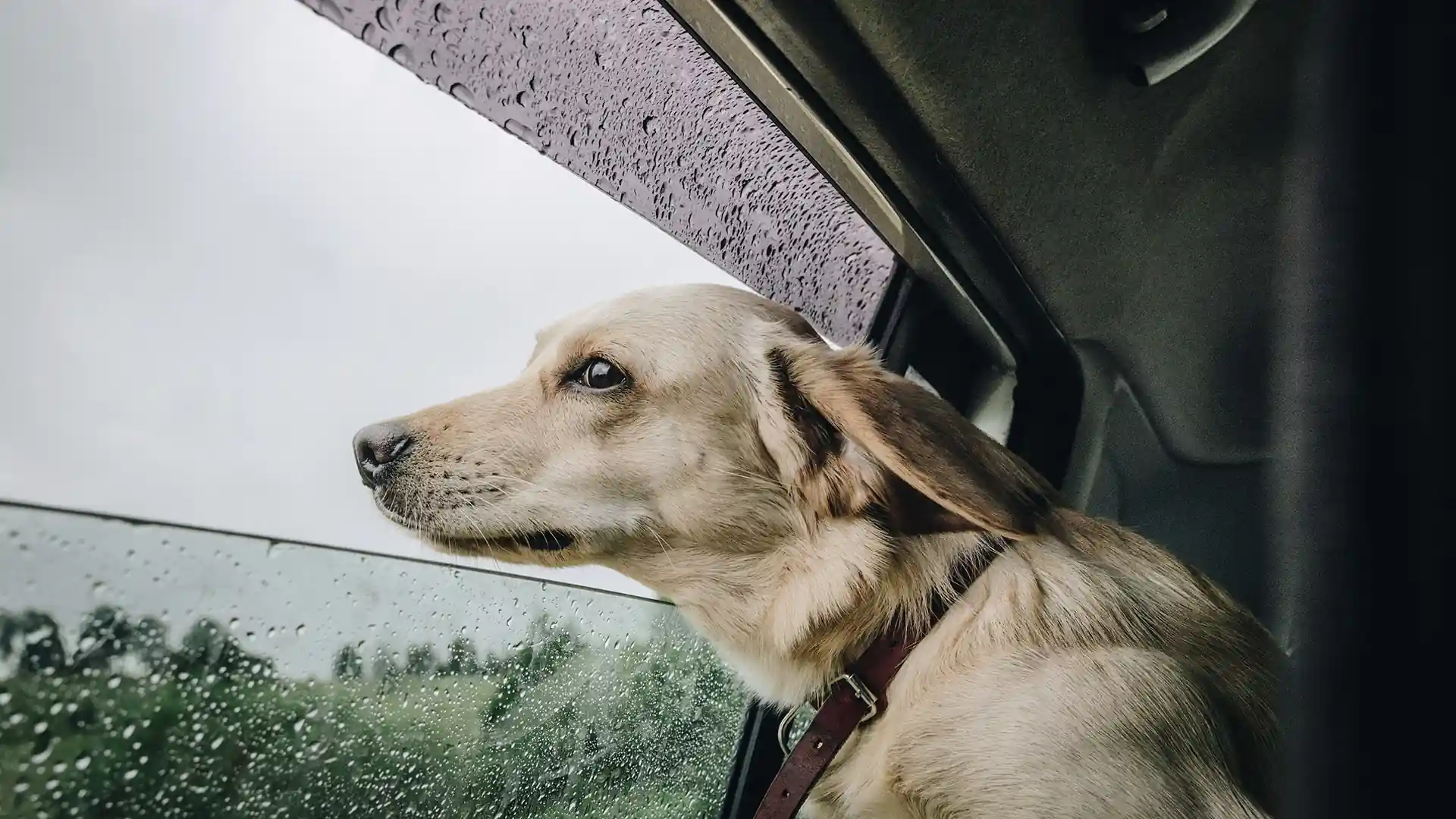 Light coloured dog travelling in a car, looking out of the window