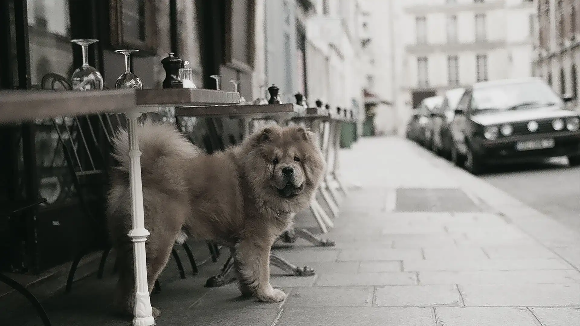 A dog standing underneath a table outside at a restaurant