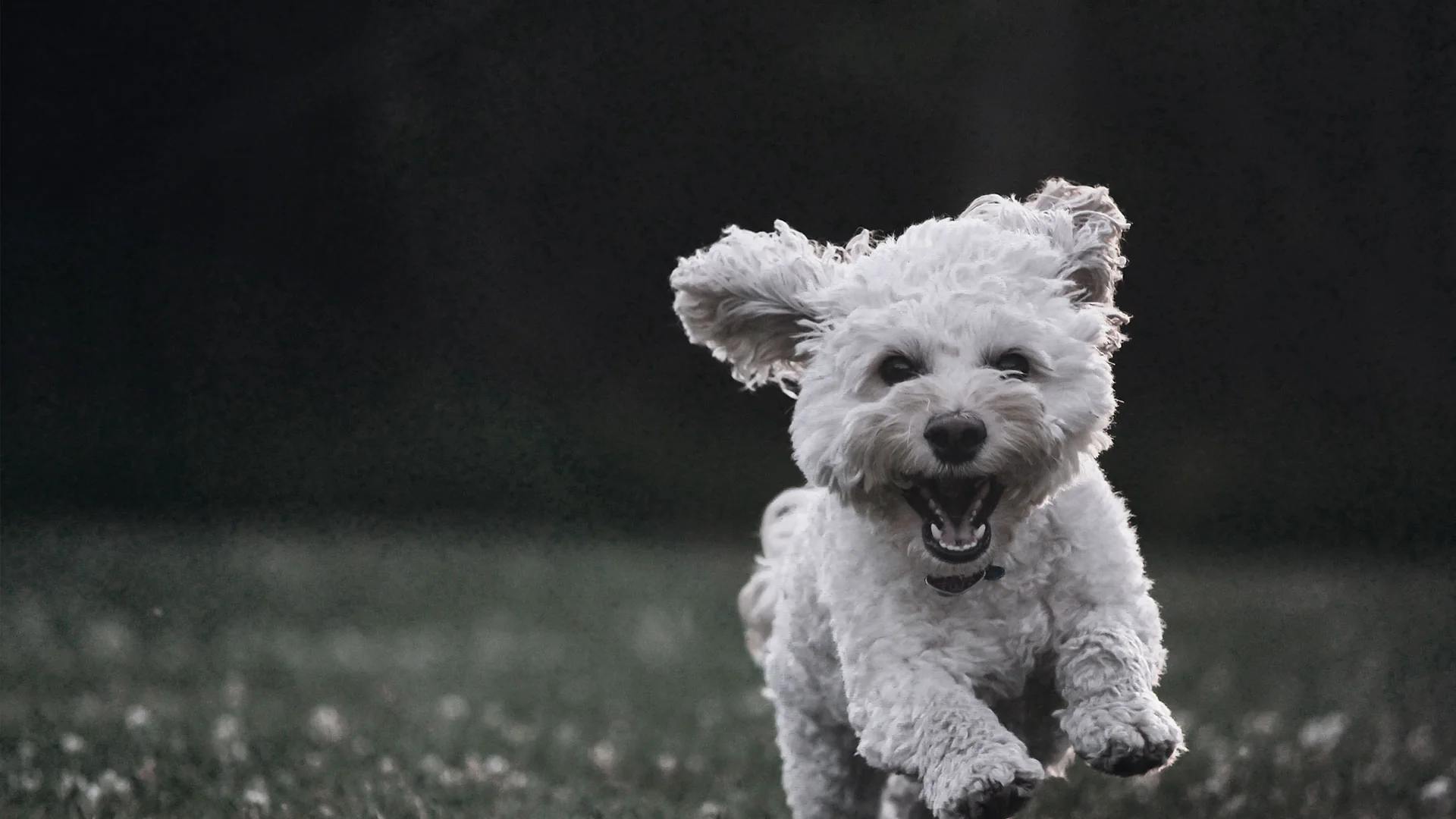 White dog running in hot weather