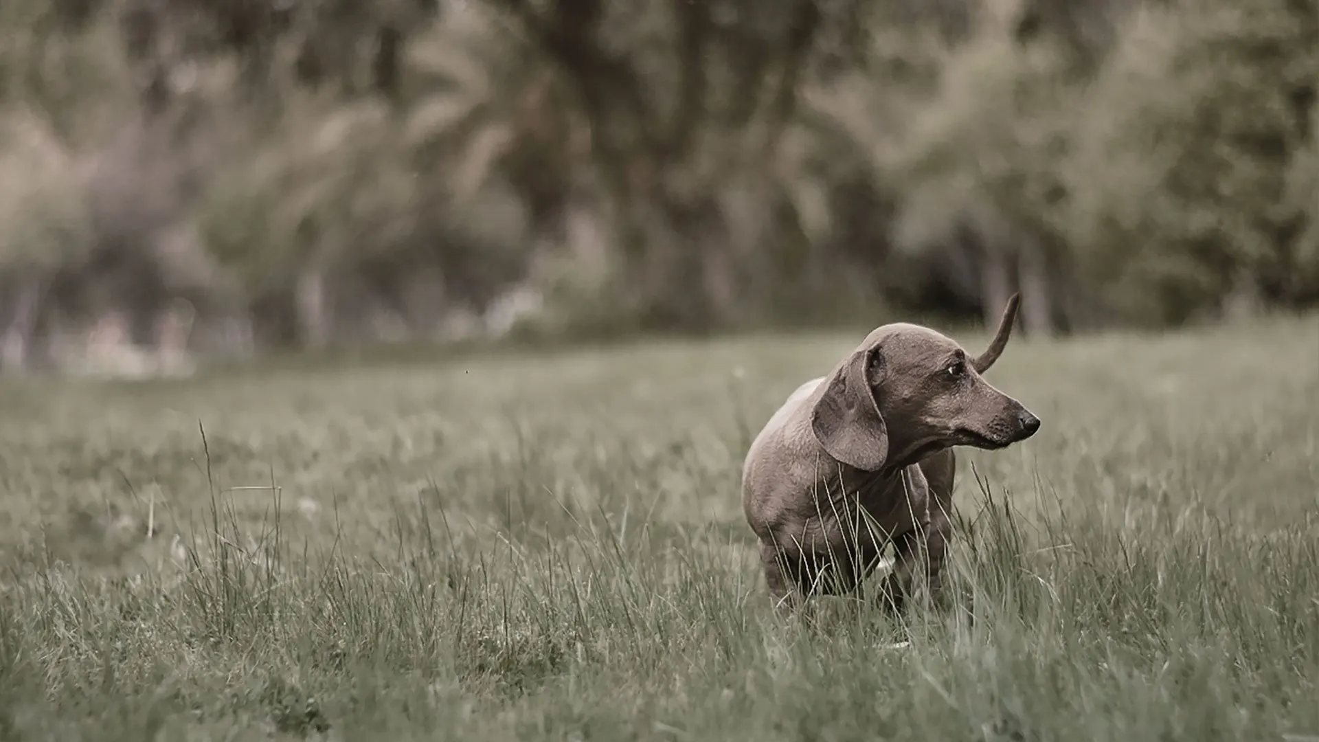 An independent dog running in a field