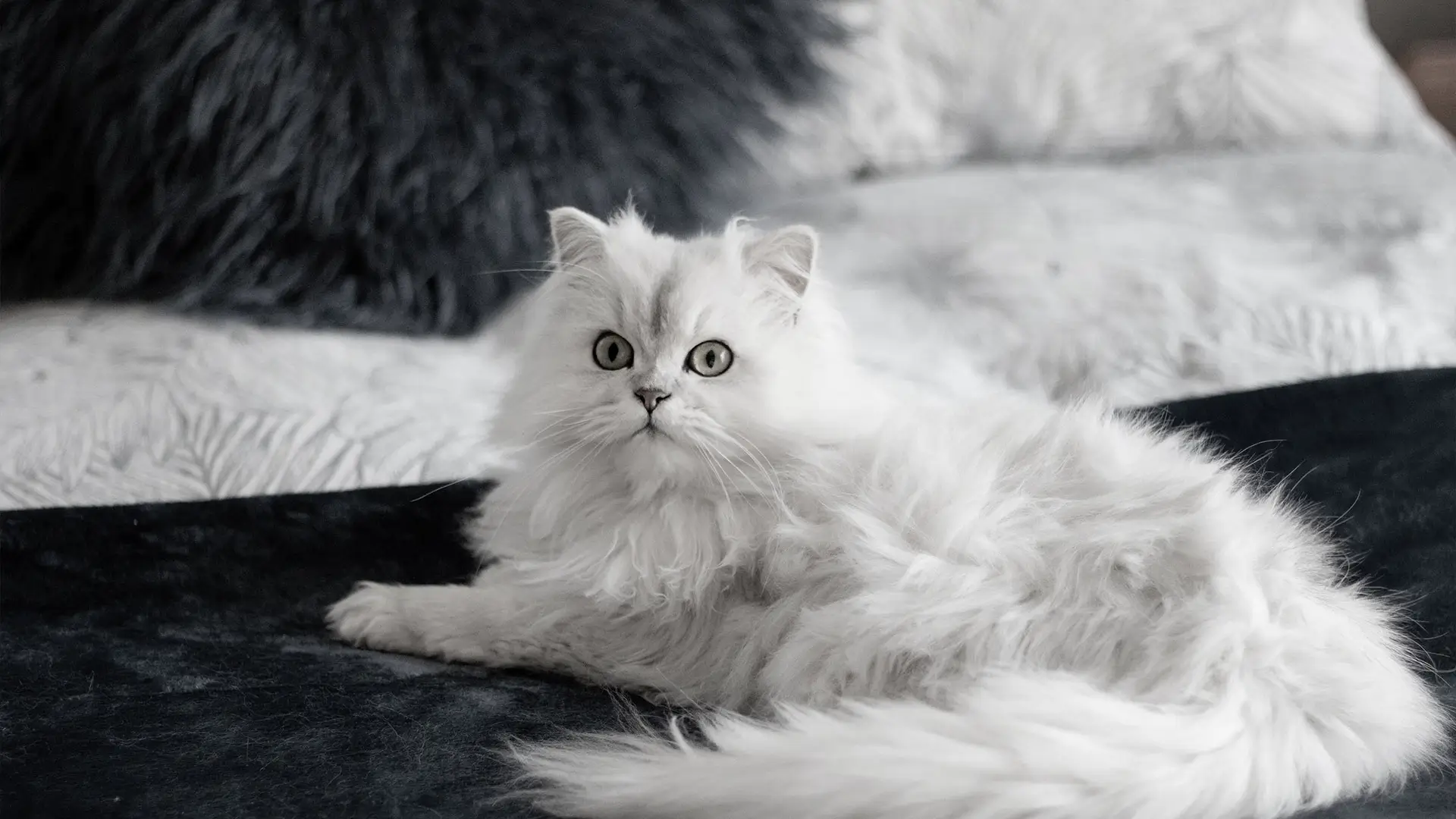 A neutered cat sitting on a bed