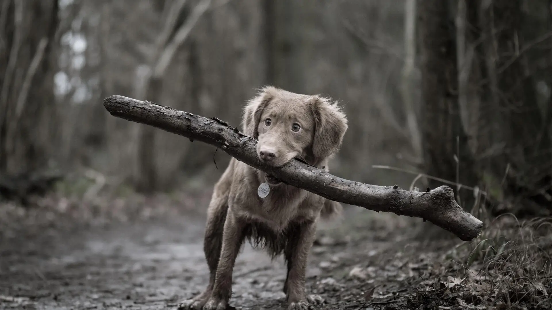 A dog holding a large stick in its mouth