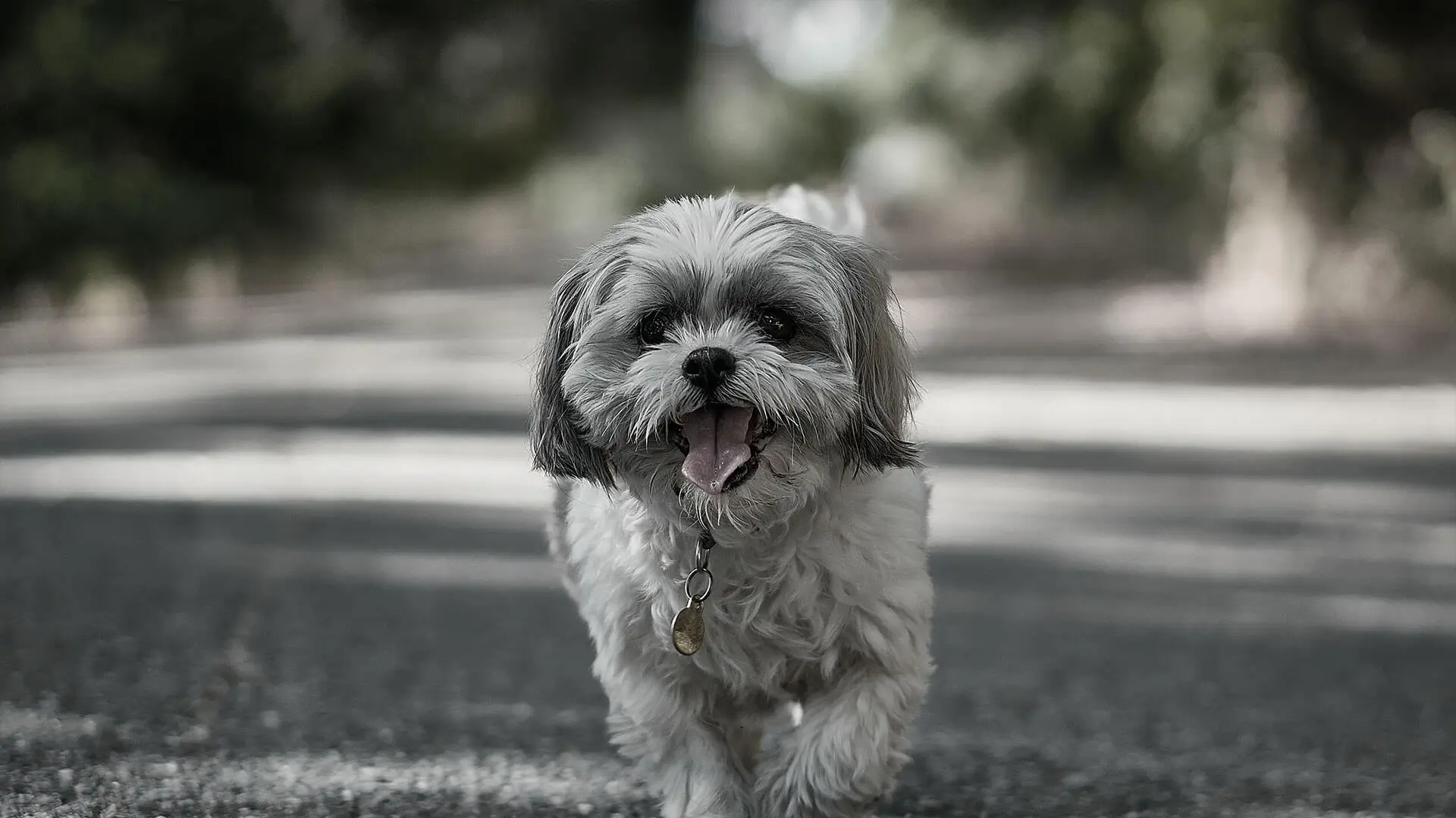 A happy dog on a walk