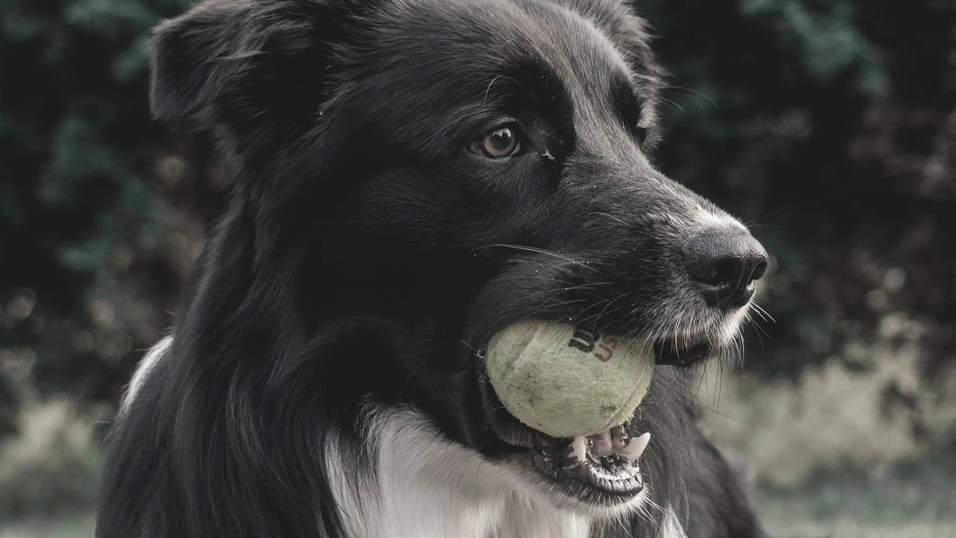 A dog holding a tennis ball in its teeth