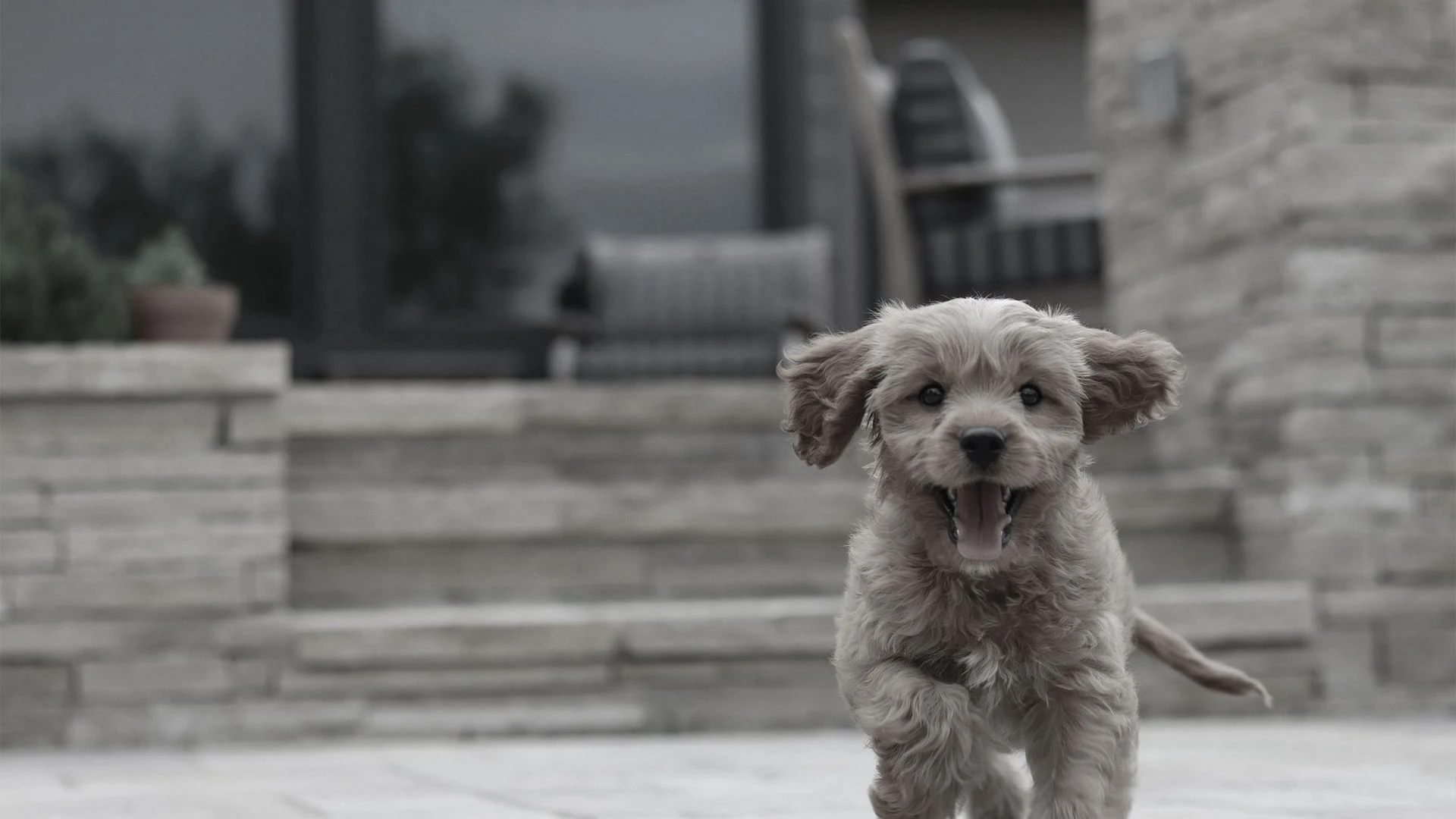 A puppy running outside for its toilet training