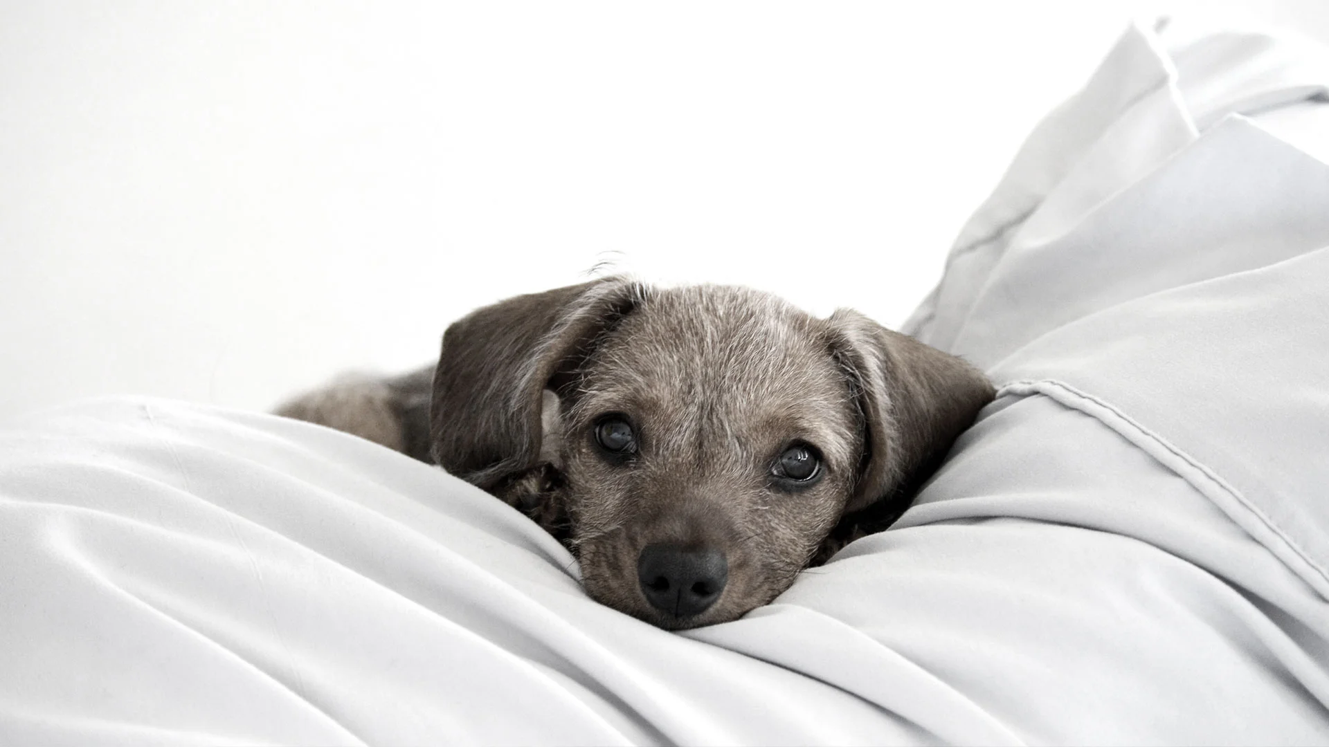 A vaccinated puppy laying down