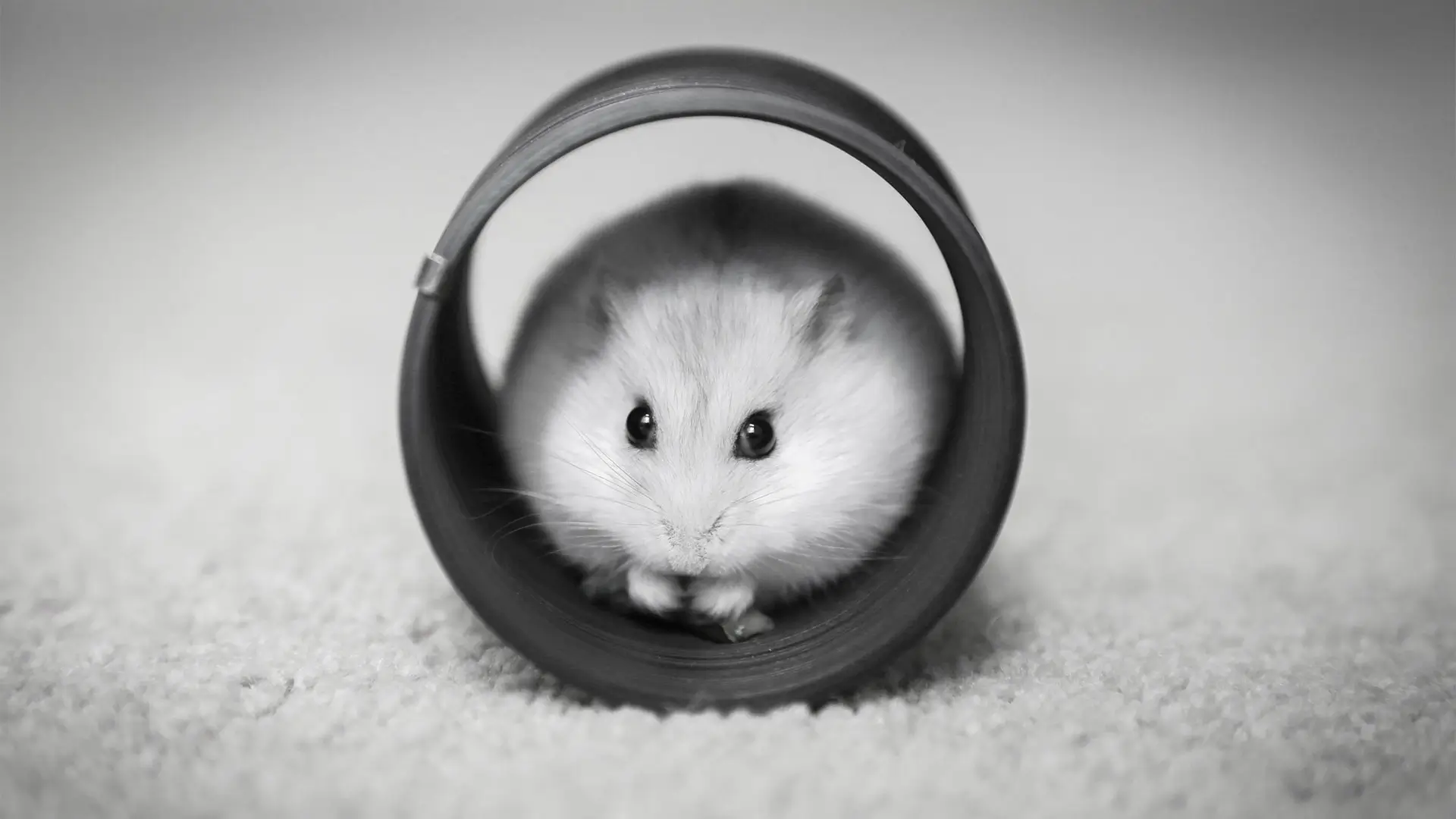 A hamster in a tube