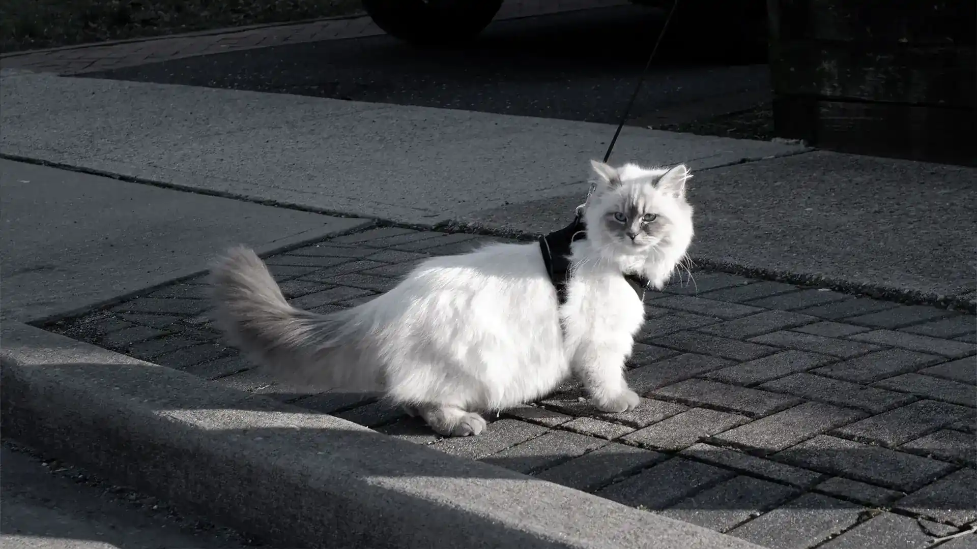 A cat wearing a harness