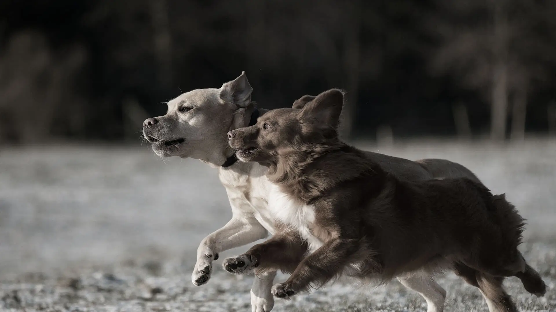 Two dogs running together in a field