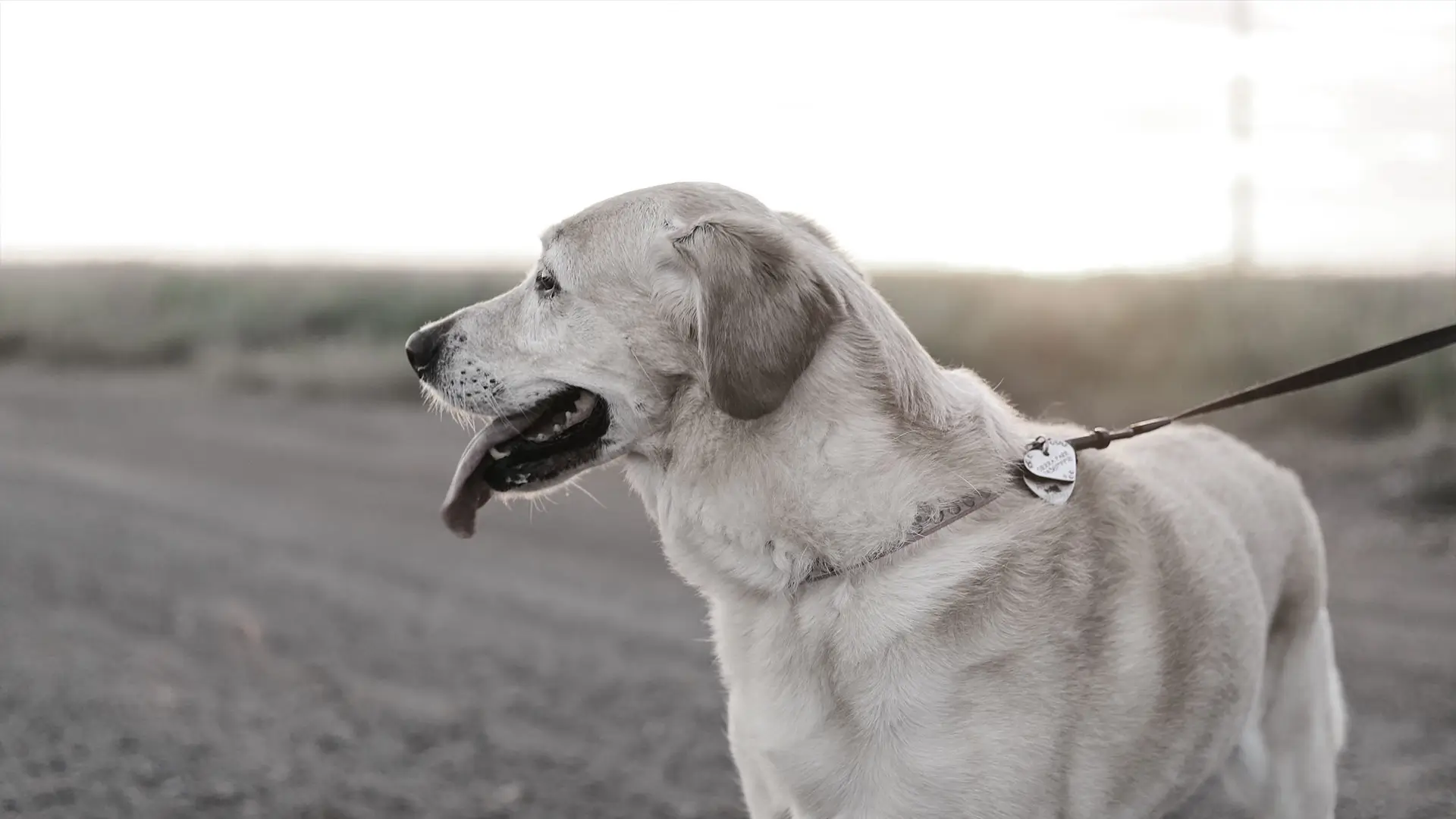 A dog on a walk standing with its tongue out