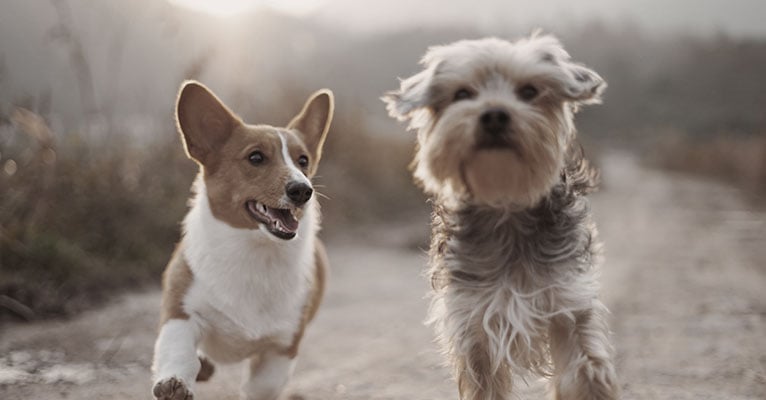 Two dogs running together