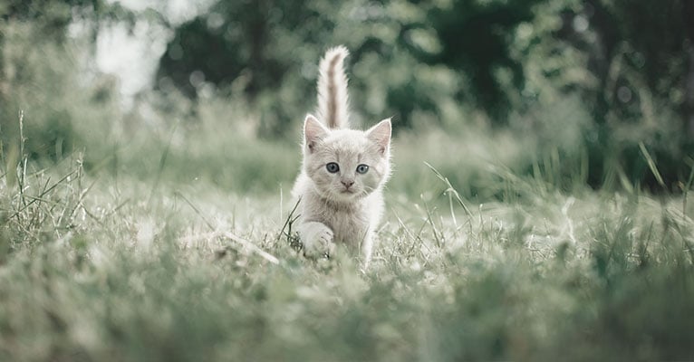 A kitten running through a field of grass