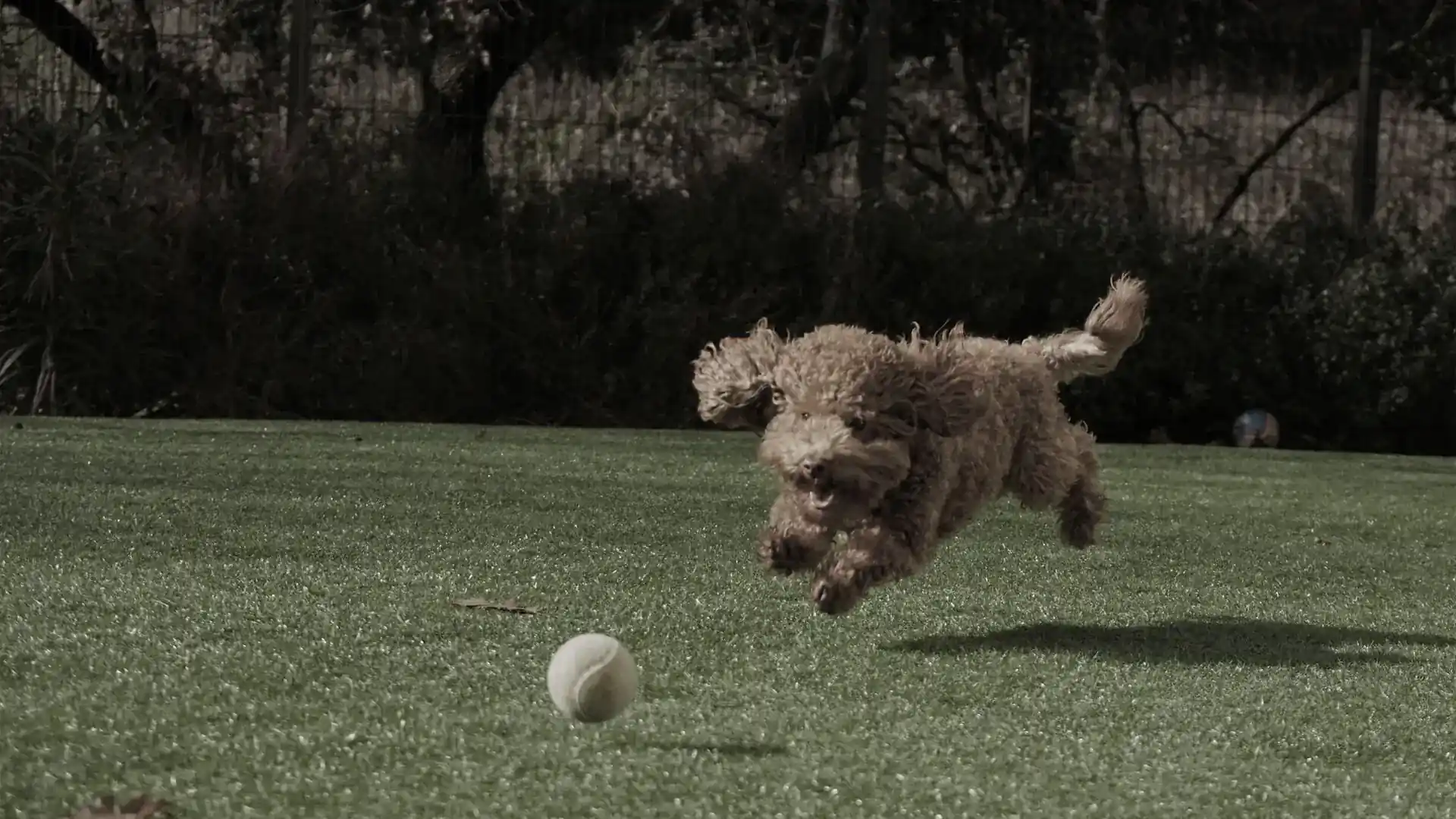 A dog chasing a ball