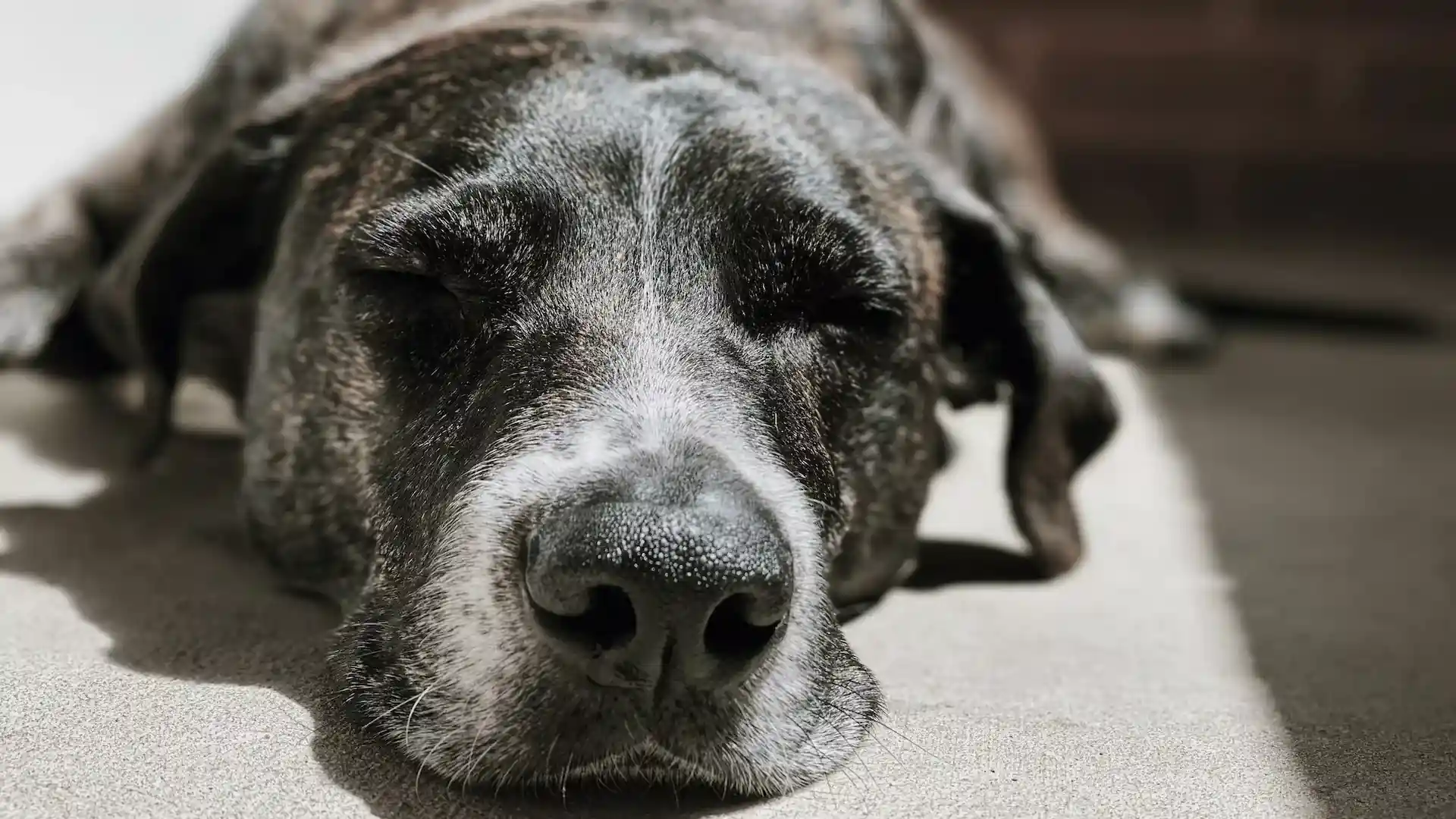 An older dog sleeping on the ground