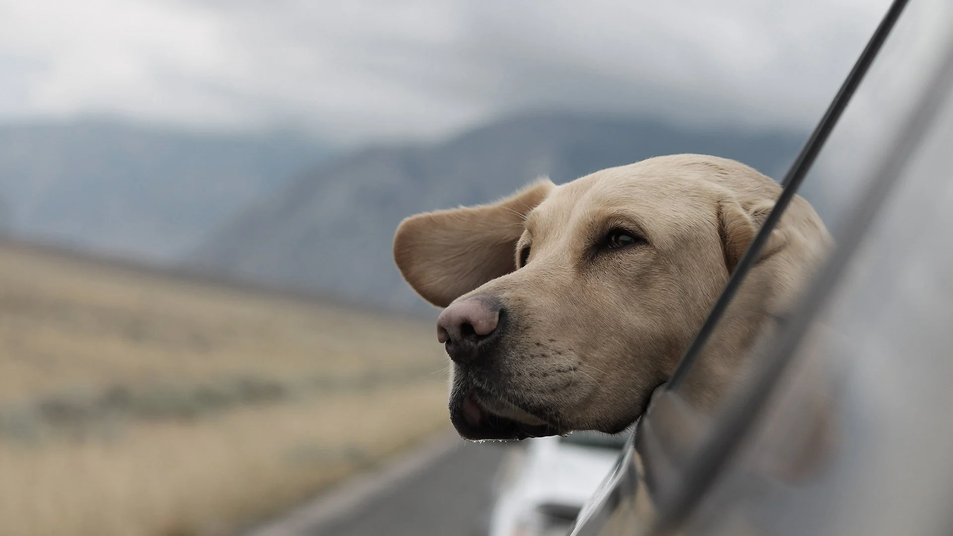 Labrador dog with its head out of a car window