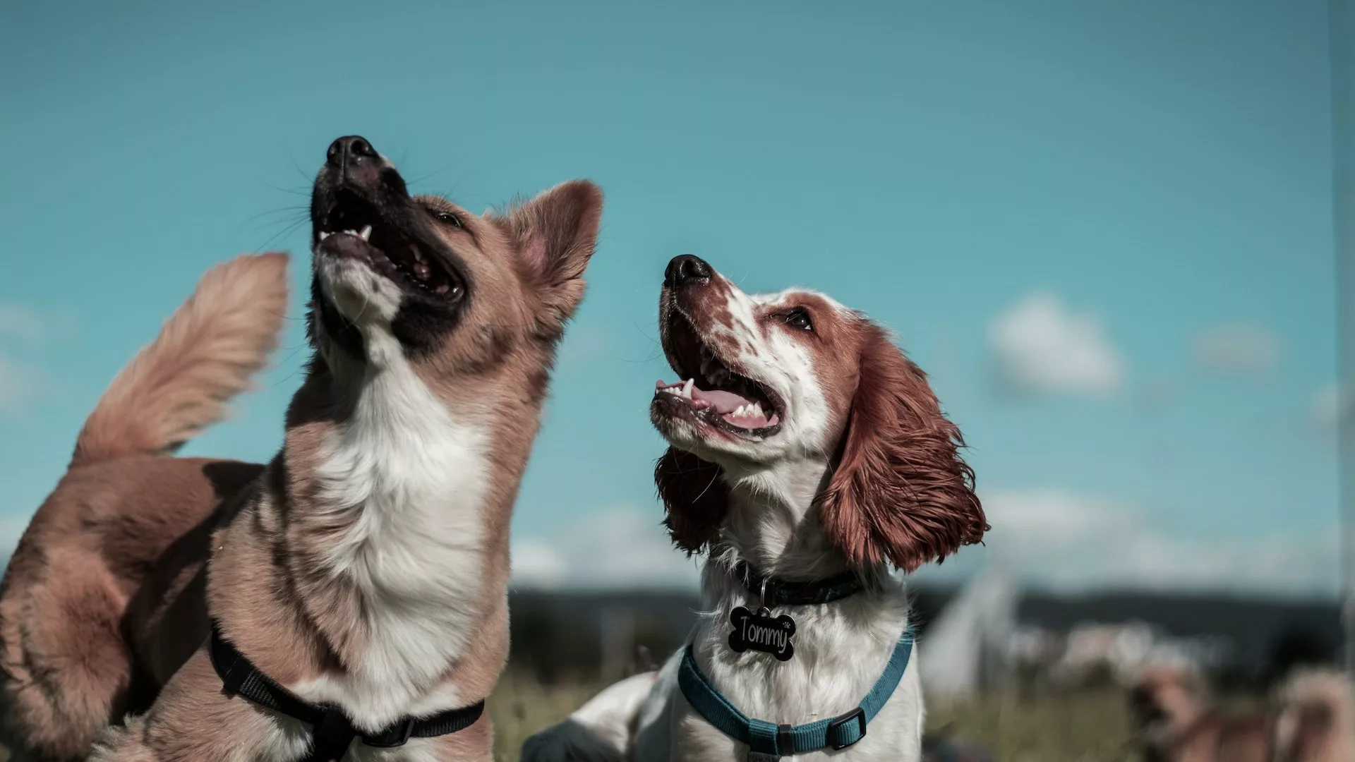 Two different dogs stood next to each other looking up at the sky