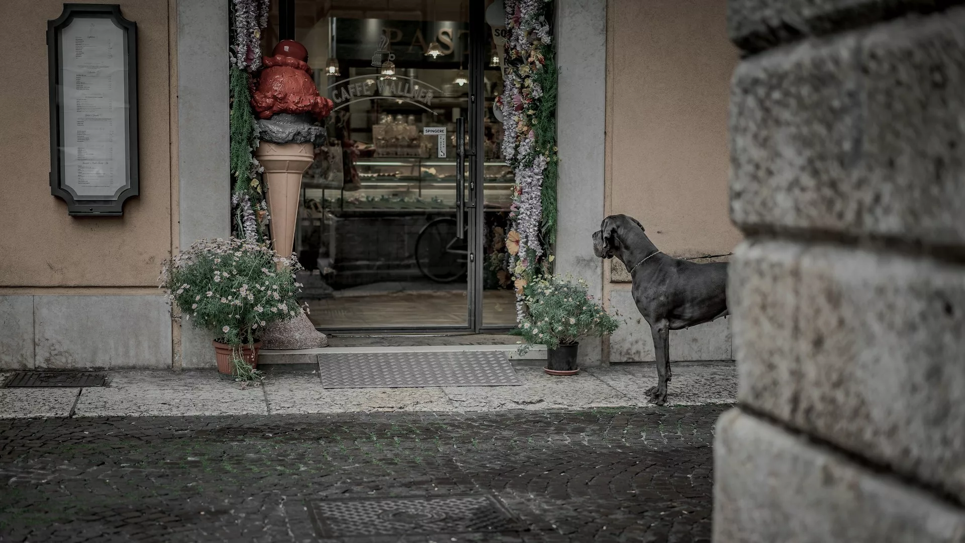 A grey dog standing in front of a restaurant
