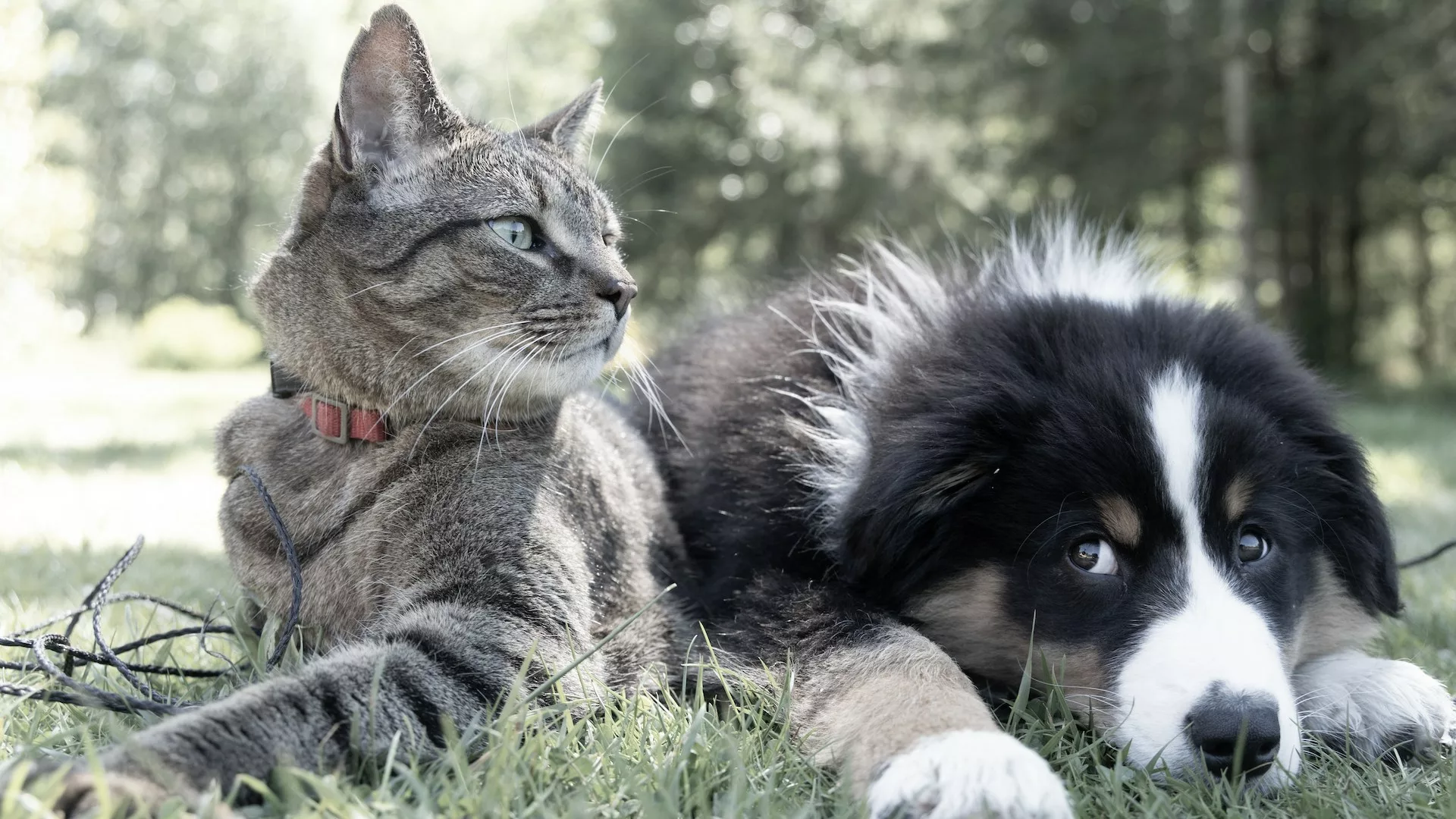 Cat and dog laying in the grass together