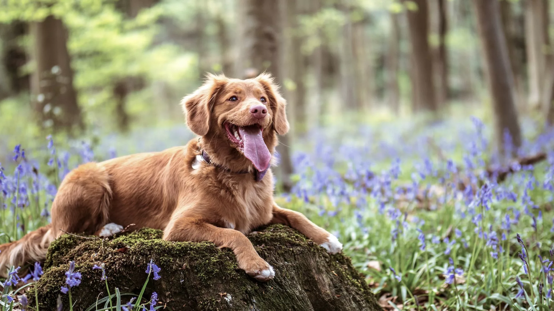 Dog laying in the forest surrounded by flowers