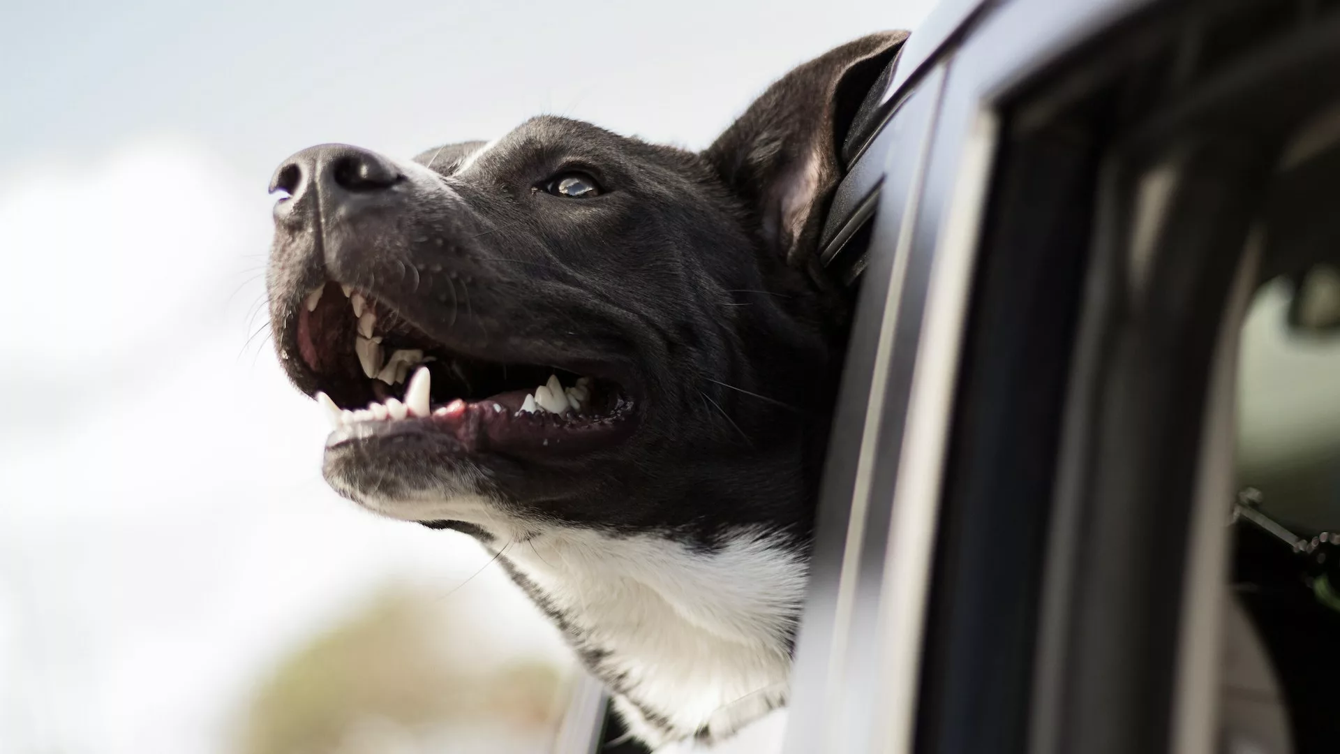 A black dog with its head sticking out of a car window