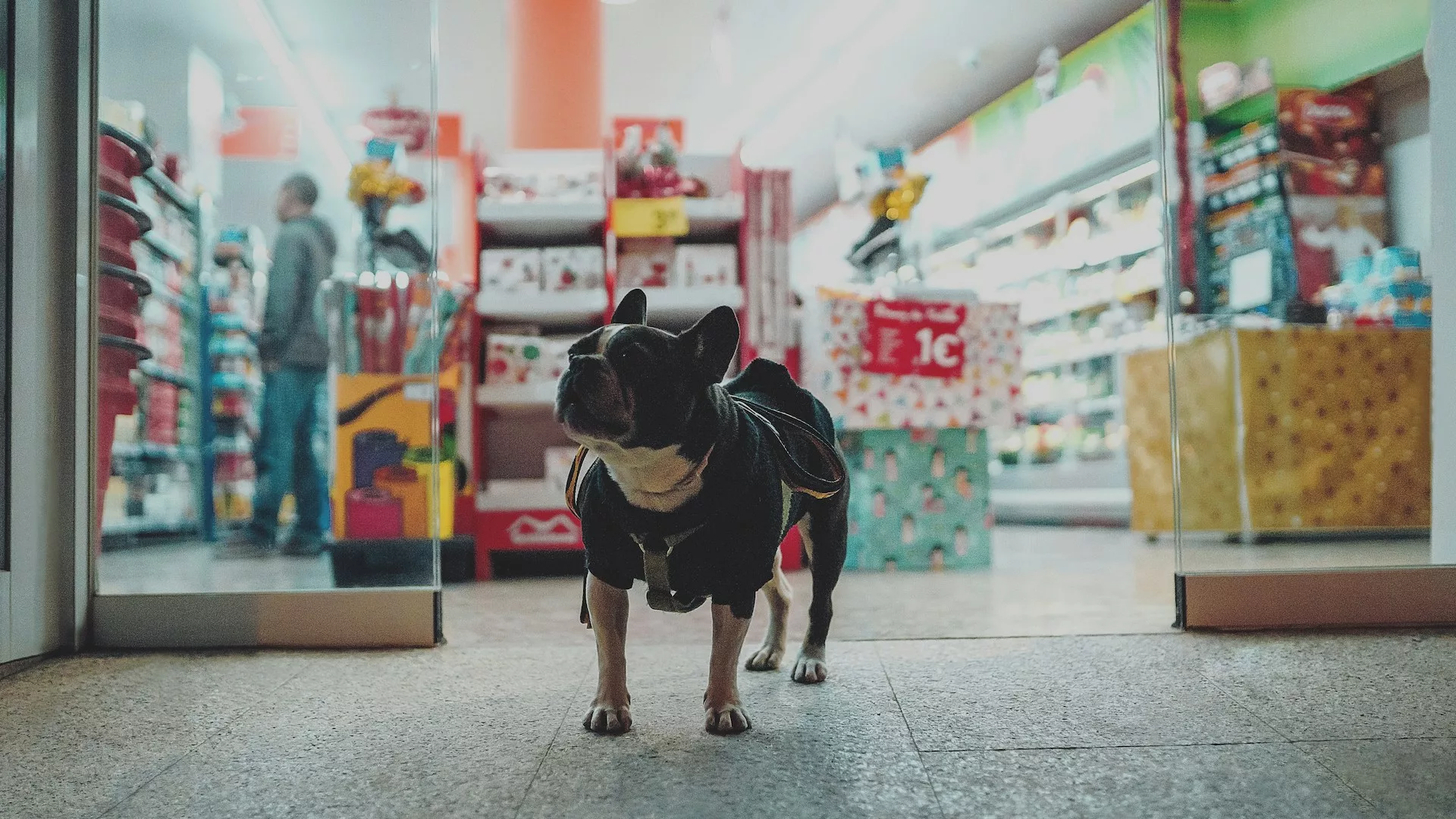 French bull dog in the doorway of a dog friendly shop