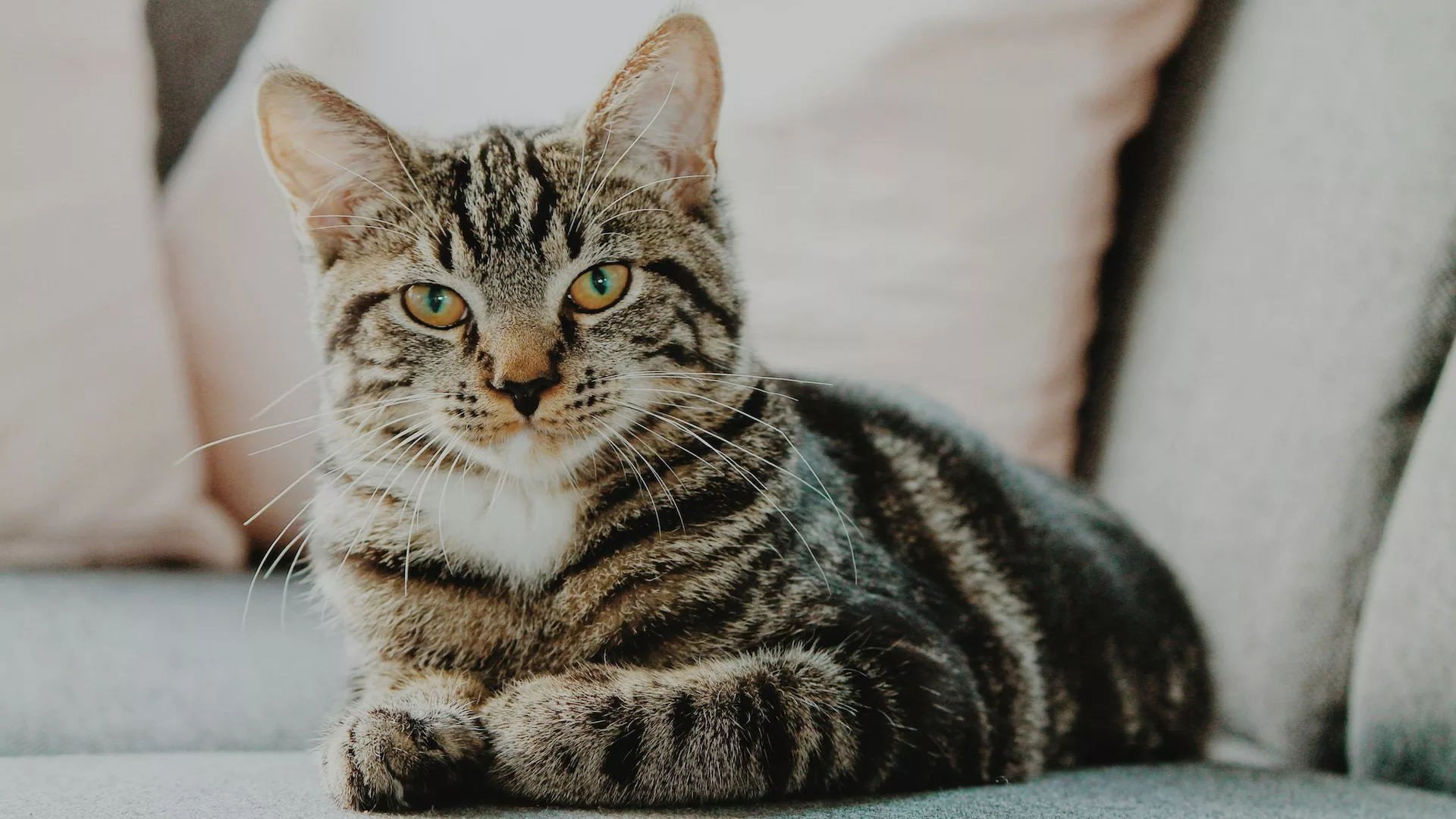 Grey cat sat on a sofa