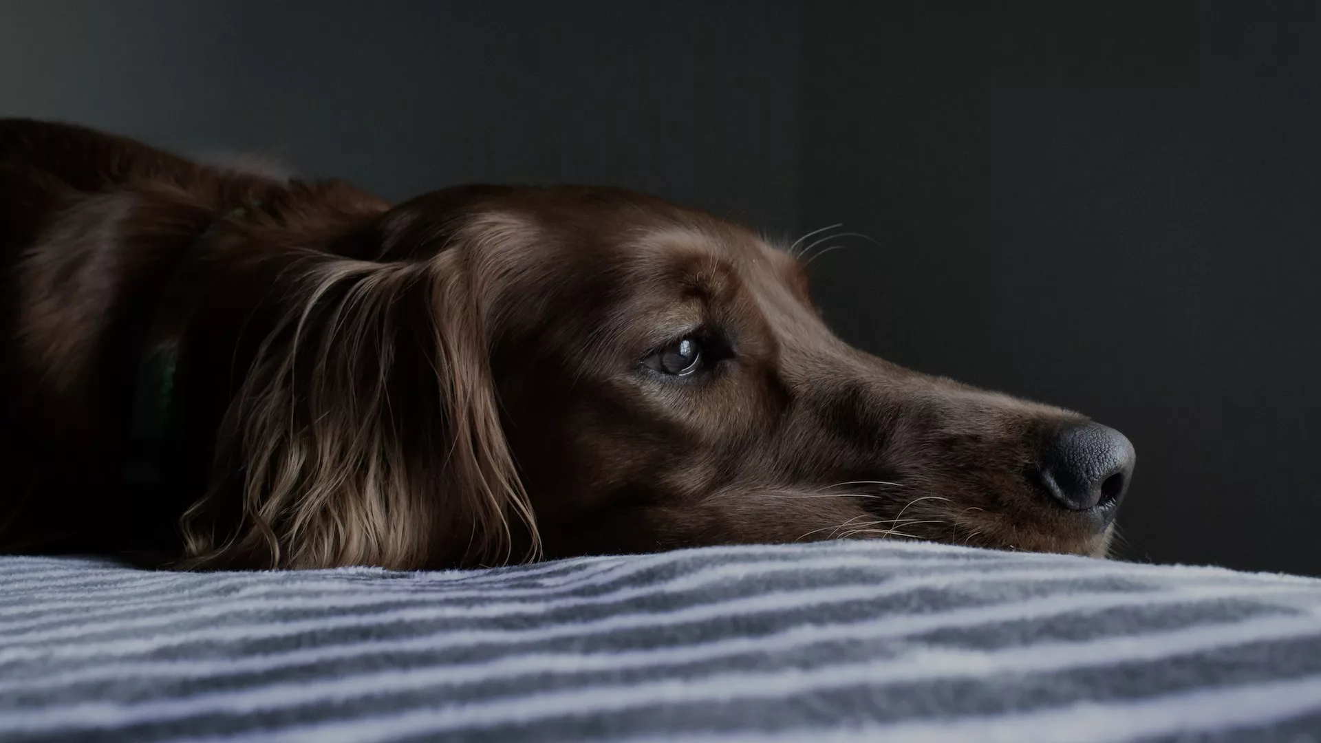 Brown dog looking anxious laying on a striped blanket