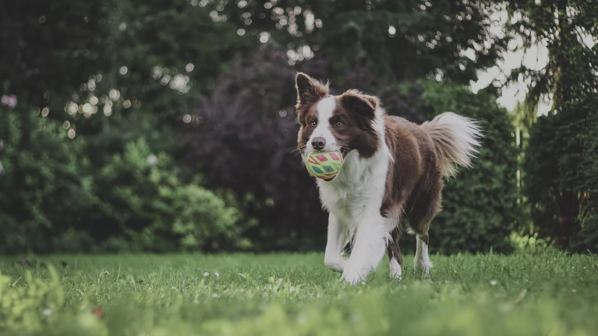 Brown dog running on the grass with a ball in its mouth