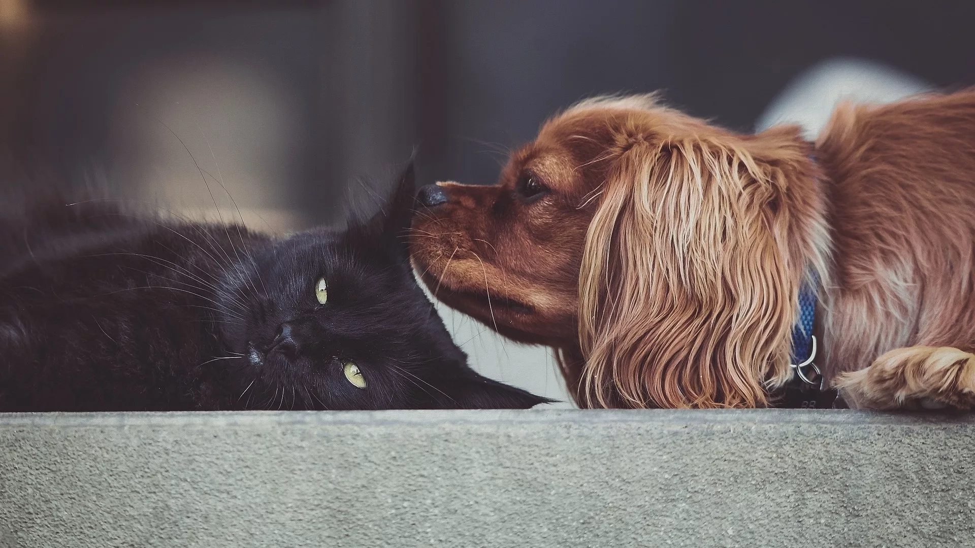 A black cat and a dog laying their heads next to each other