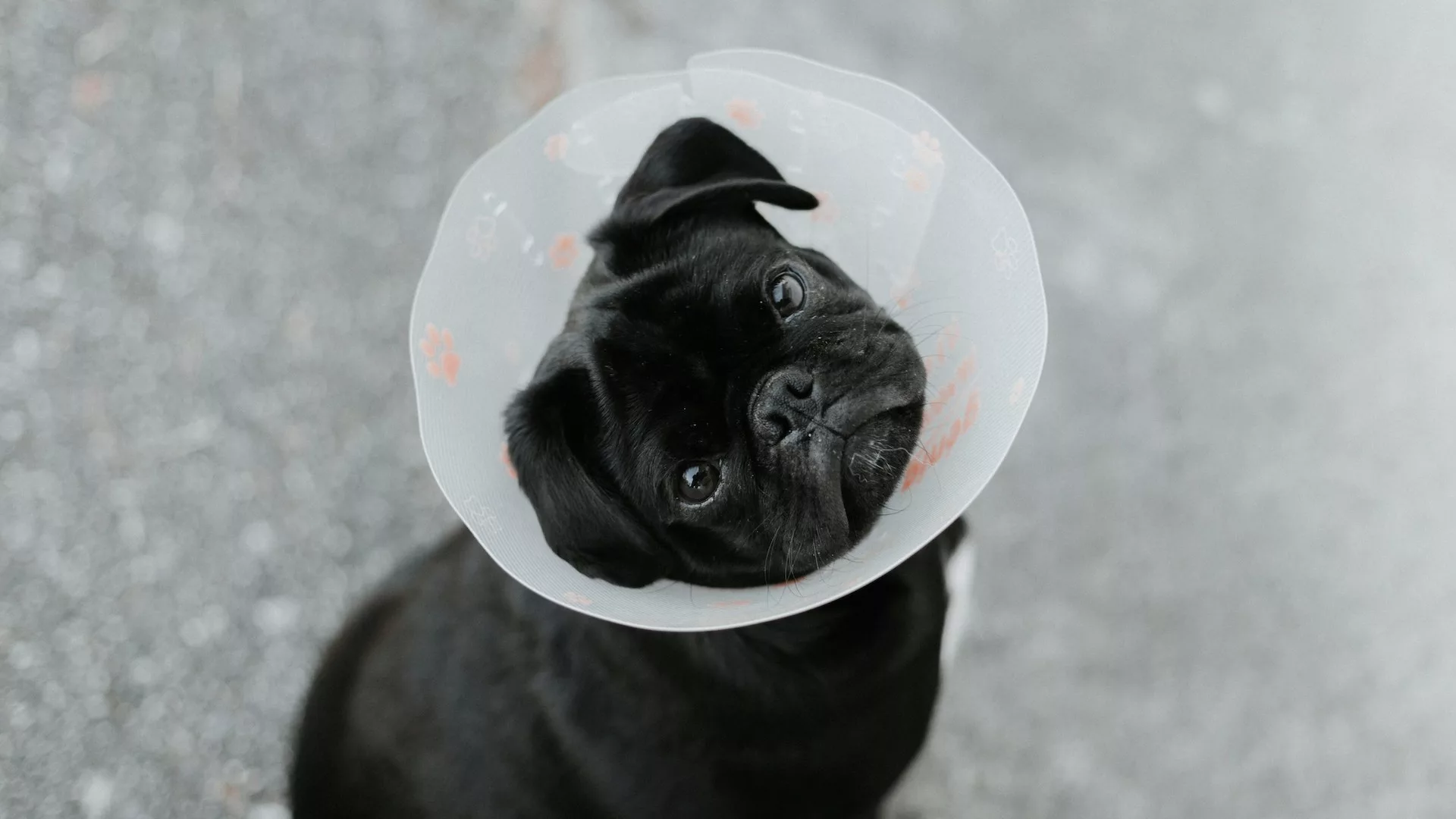 Blag pug in a cone looking up at the camera