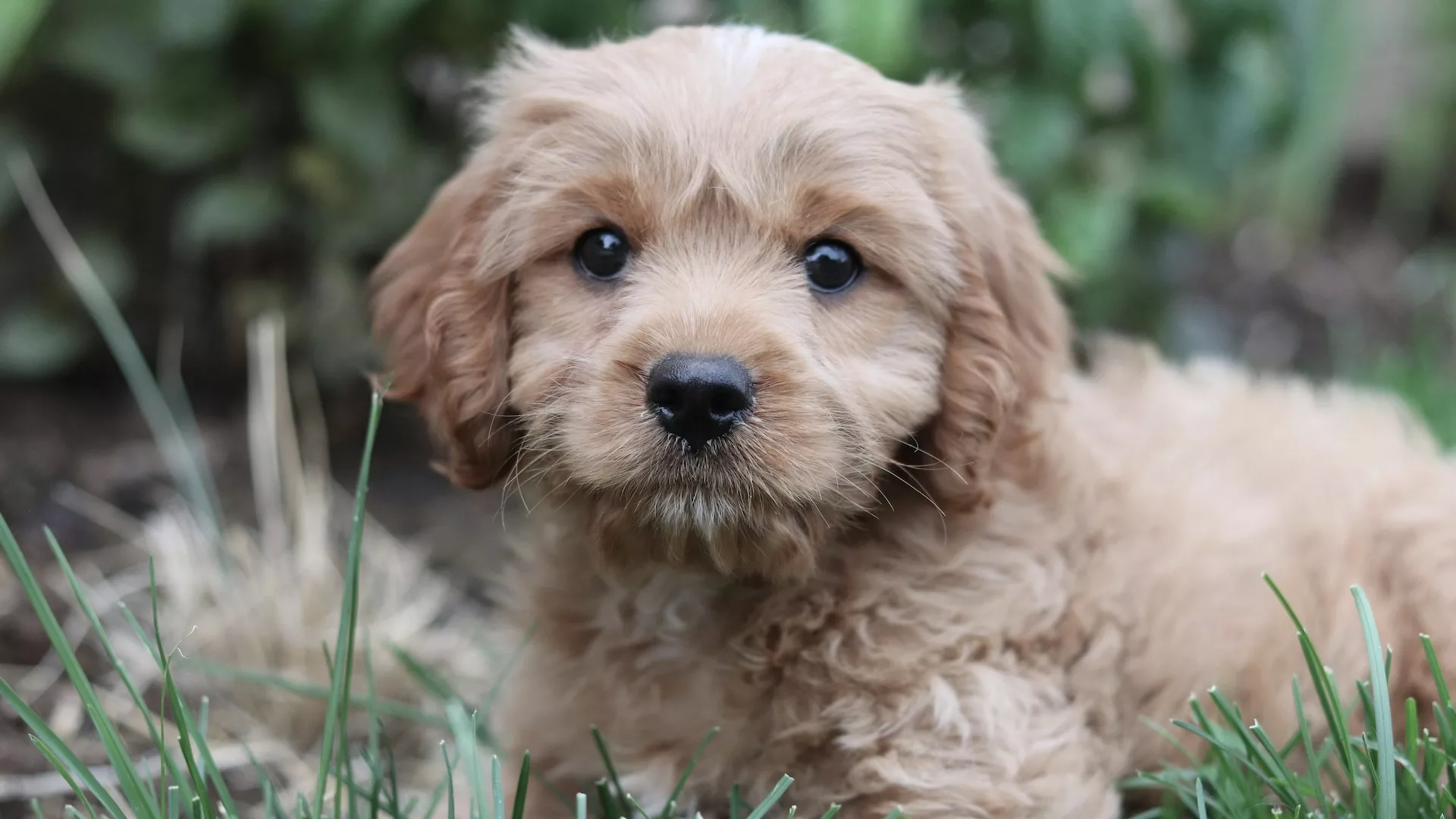 Brown puppy sitting outside in the grass